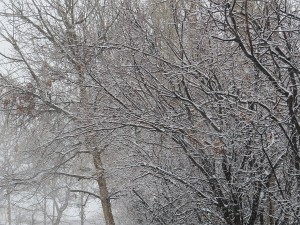IMG_0071 - Copy