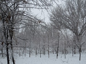 IMG_0076 - Copy