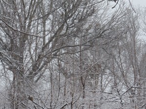 IMG_0081